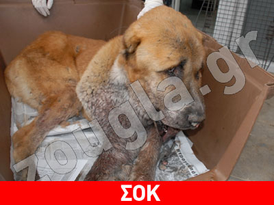 Σκηνές αγριότητας στους δρόμους της Κατερίνης